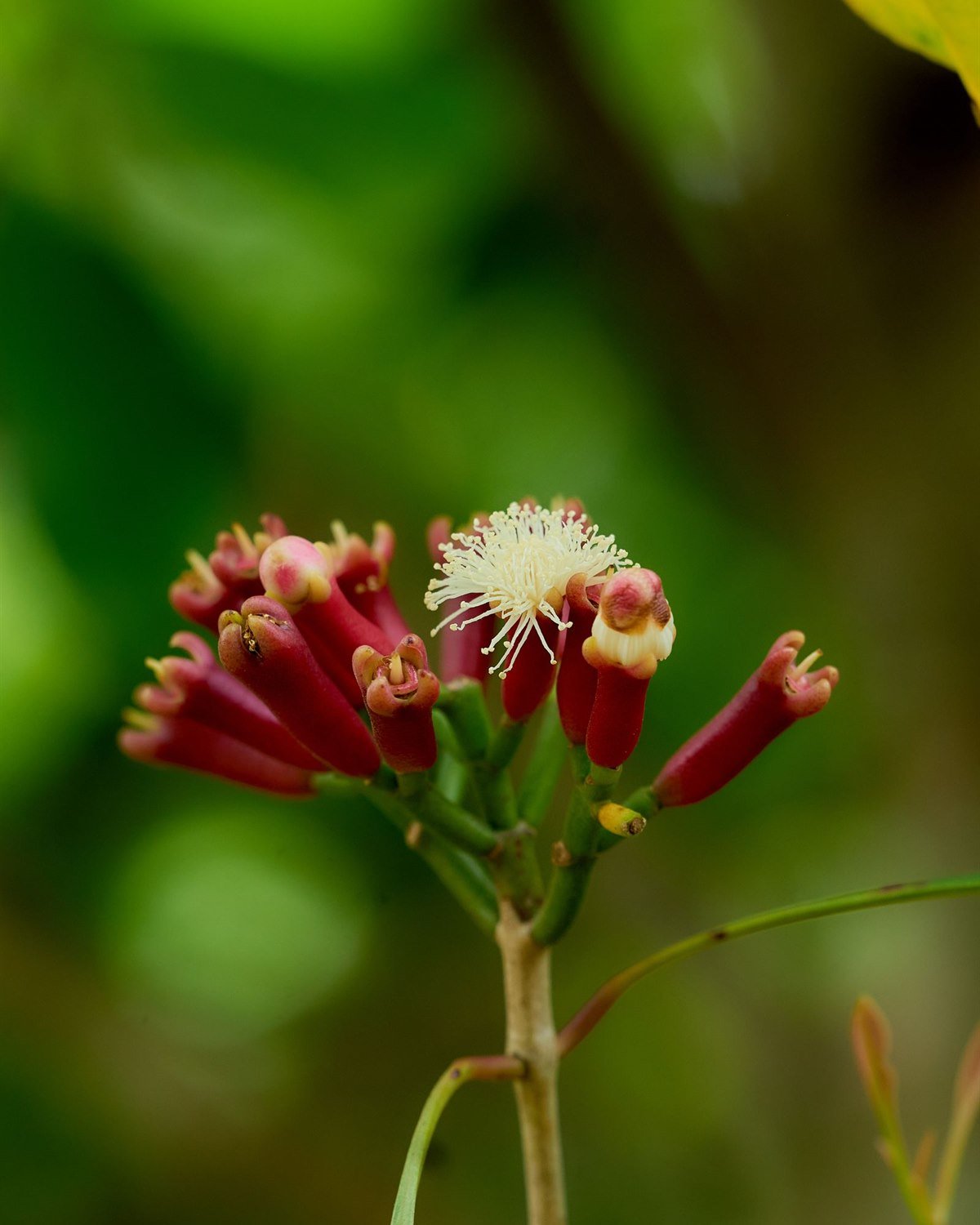 Boutons floraux de girofle rouges encore sur l'arbre, prêts pour la cueillette